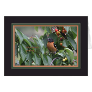 Schwarzköpfiges grosbeak5905