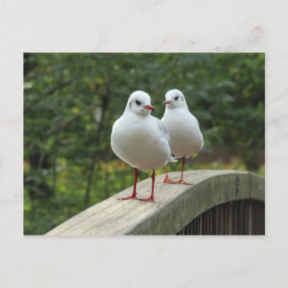 Schwarzkopfmöwe Postkarte