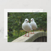 Schwarzkopfmöwe Postkarte (Vorne/Hinten)