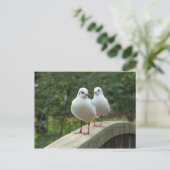 Schwarzkopfmöwe Postkarte (Stehend Vorderseite)