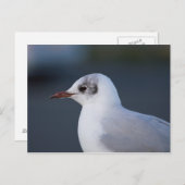 Schwarzkopfmöwe Postkarte (Vorne/Hinten)
