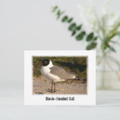 Schwarzkopfmöwe Postkarte (Stehend Vorderseite)