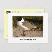 Schwarzkopfmöwe Postkarte (Vorne/Hinten)