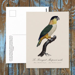 Schwarzkopfpapagei, Pionites Melanocephalus Postkarte