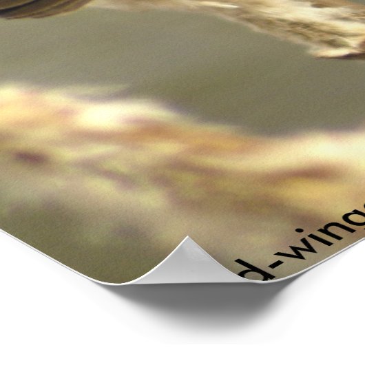 Schwarzkopfposter Poster (Ecke)