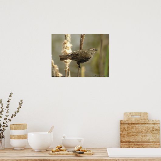 Schwarzkopfposter Poster (Küche)