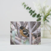 Schwarzkopfpostkarte Postkarte (Stehend Vorderseite)