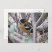 Schwarzkopfpostkarte Postkarte (Vorne/Hinten)