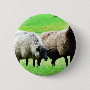 Schwarzkopfschaaf Button