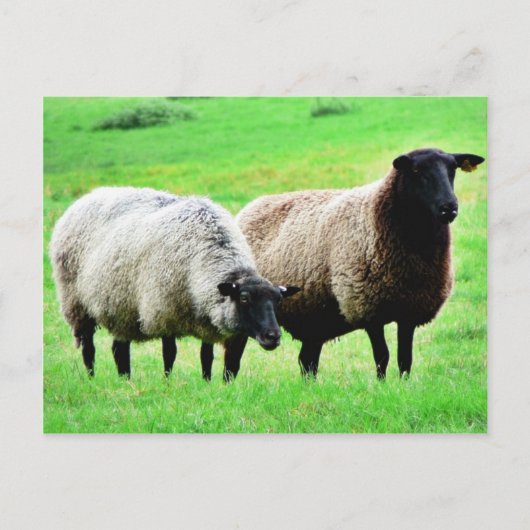 Schwarzkopfschaaf Postkarte (Vorderseite)