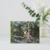 Schwarzkopfschnabelschnabel auf Baumlippe Postkarte (Stehend Vorderseite)