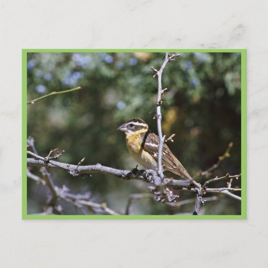 Schwarzkopfschnabelschnabel auf Baumlippe Postkarte (Vorderseite)