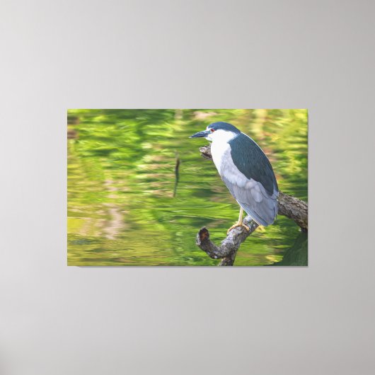 Schwarzkronenheron Leinwanddruck (Vorderseite)