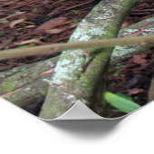 Schwarzkronenheron mit Zuchtmuschel Poster (Ecke)