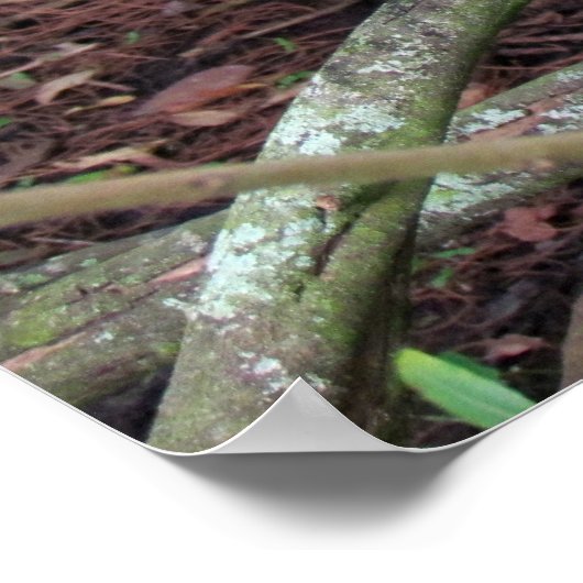 Schwarzkronenheron mit Zuchtmuschel Poster (Ecke)