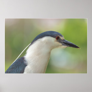 Schwarzkronenheron Poster