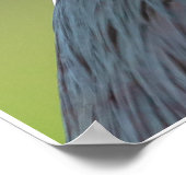Schwarzkronenheron Poster (Ecke)