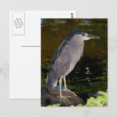 Schwarzkronenheron Postkarte (Vorne/Hinten)