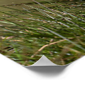 Schwarzkronenkrane Poster (Ecke)