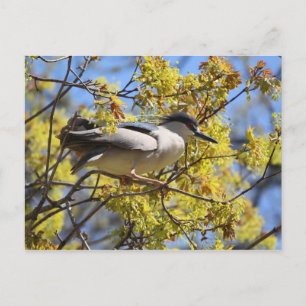 Schwarzkronennachts-Heron-Postkarte Postkarte