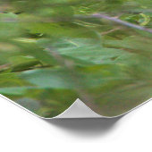 Schwarzkronenposter Poster (Ecke)