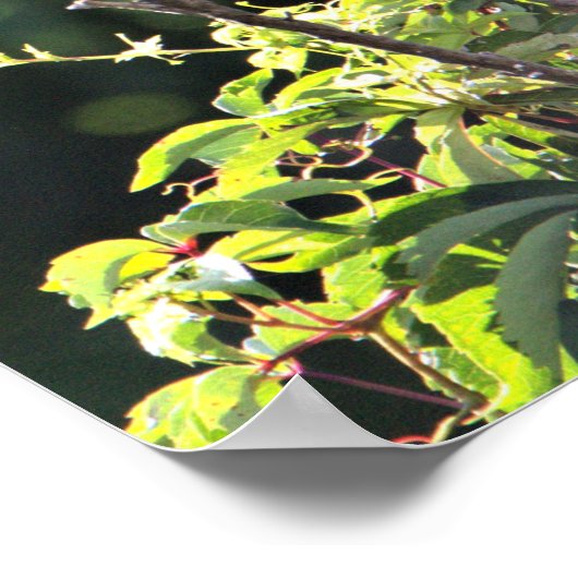 Schwarzkronenposter Poster (Ecke)