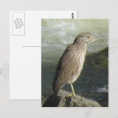 Schwarzkronenpostkarte Postkarte (Vorne/Hinten)