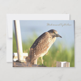 Schwarzkrönte Nachtheron-Postkarte Postkarte