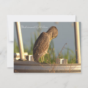 Schwarzkrönte Nachtheron-Postkarte Postkarte