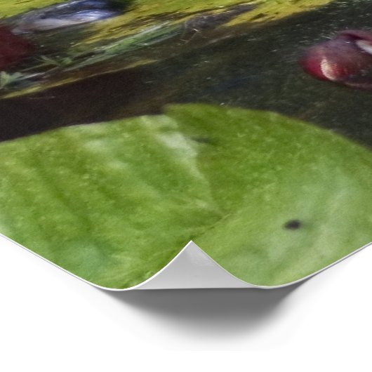 Schwarzkrönter Nachtheron Poster (Ecke)