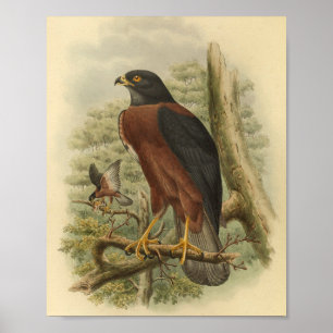 Schwarzmantelhabicht Vogel Farbe Vintage-Druck Poster