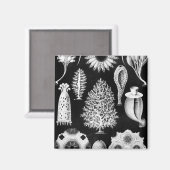 Schwarzmeer-Schwammcreme Magnet (Vorderseite/Rückseite)