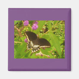 Schwarzmonarch Magnet