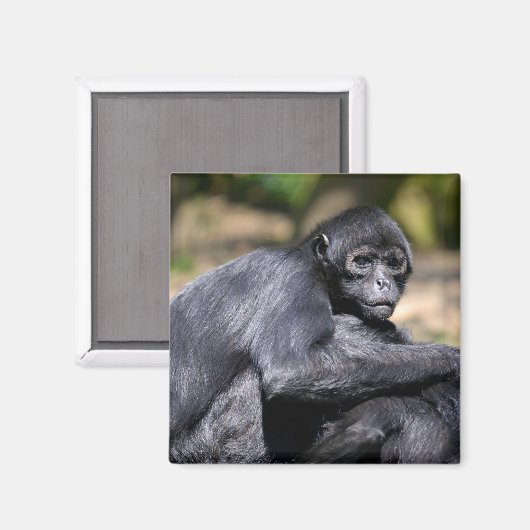 Schwarzockspinne schließen magnet (Vorderseite/Rückseite)