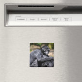 Schwarzockspinne schließen magnet (In Situ (Geschirrspüler))