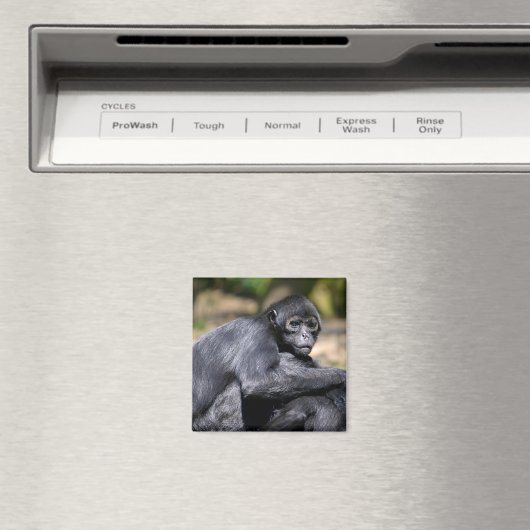 Schwarzockspinne schließen magnet (In Situ (Geschirrspüler))