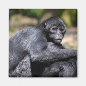 Schwarzockspinne schließen magnet (Vorne)