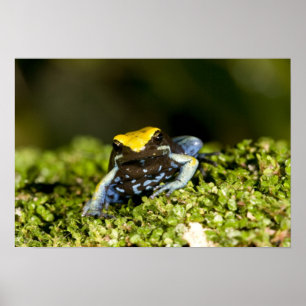 Schwarzohr-Mantella, Mantella expectata, 2 Poster