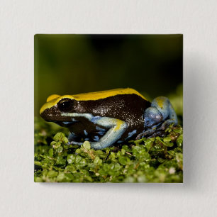 Schwarzohr-Mantella, Mantella expectata, Button