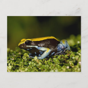 Schwarzohr-Mantella, Mantella expectata, Postkarte