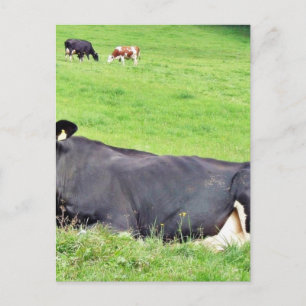 Schwarzösterreichische Kuh auf dem Boden Postkarte