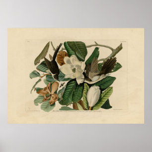 Schwarzschnabelkuckuck - Audubons Vögel in Amerika Poster