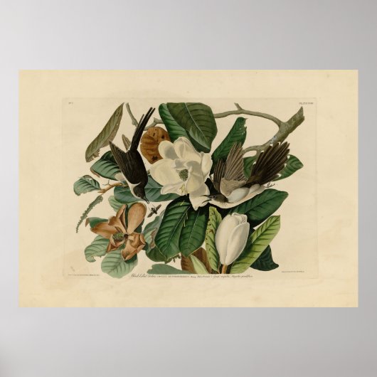 Schwarzschnabelkuckuck - Audubons Vögel in Amerika Poster (Vorne)