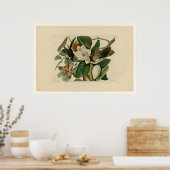 Schwarzschnabelkuckuck Poster (Küche)