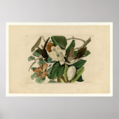 Schwarzschnabelkuckuck Poster (Vorne)