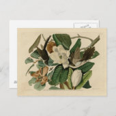 Schwarzschnabelkuckuck Postkarte (Vorne/Hinten)