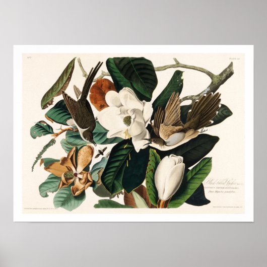 Schwarzschnabelkuckuck von Audubon Poster (Vorne)