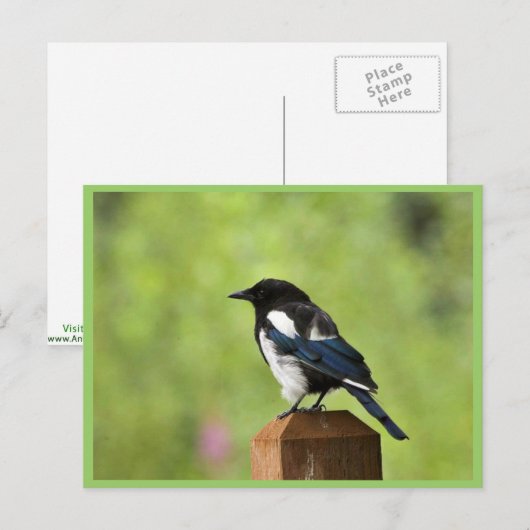 Schwarzschnabelmagpie Postkarte (Vorne/Hinten)