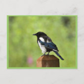 Schwarzschnabelmagpie Postkarte (Vorderseite)