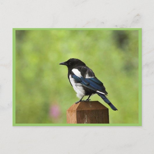 Schwarzschnabelmagpie Postkarte (Vorderseite)